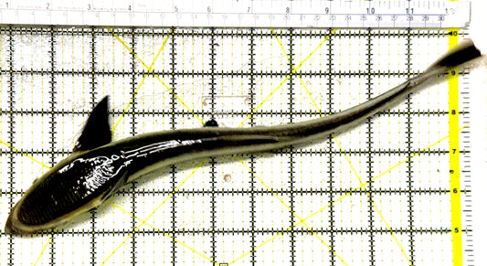 Remora Sucker Fish RSF081801 WYSIWYG Size: XL 11.75" approx
