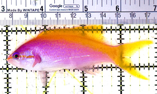 Evan's Anthias EA061602 WYSIWYG Size: XL 4" approx