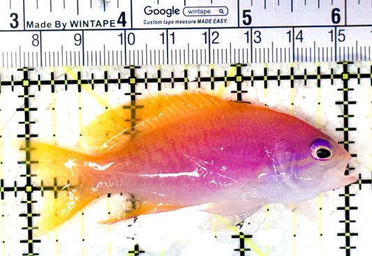 Bimaculatus Anthias Female BAF061602 WYSIWYG Size: XL 3" approx