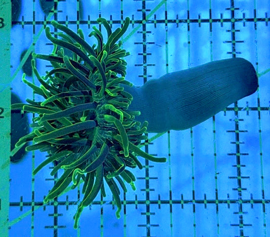 Green Long Tentacle Anemone GLTA090503 WYSIWYG Size S: 2" to 3"