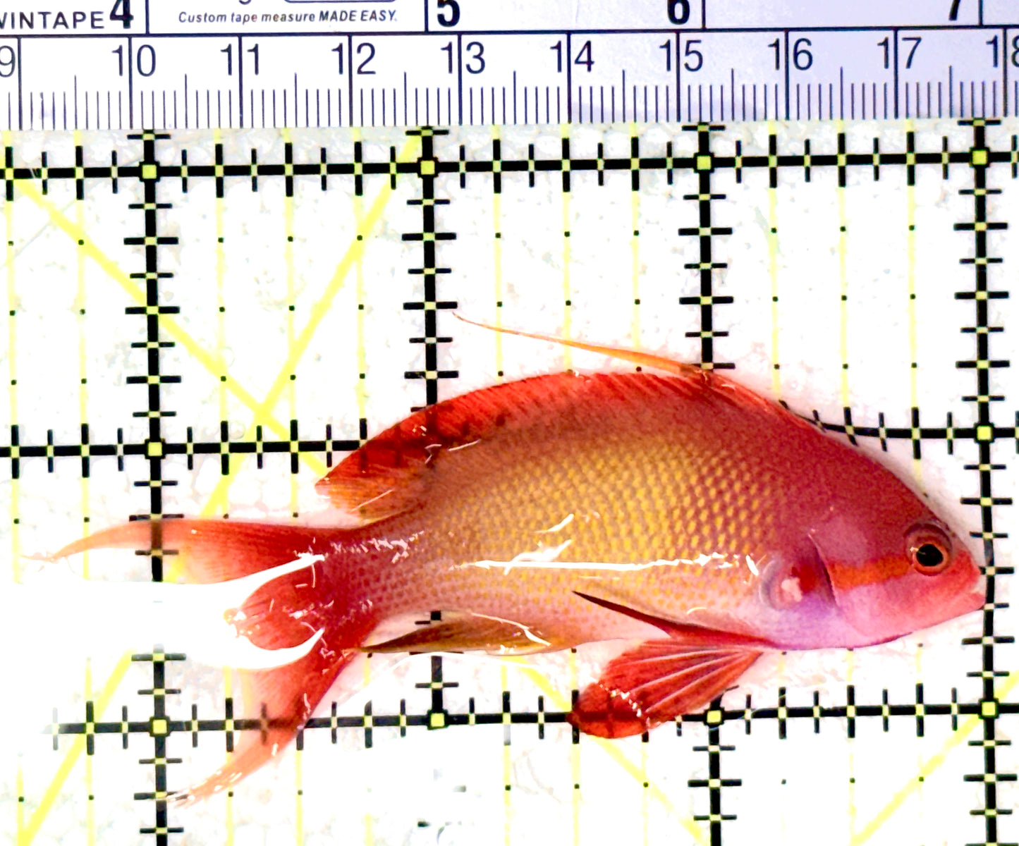 Male Lyretail Anthias (Maldives) MLA061602 WYSIWYG Size: L 3.5" approx