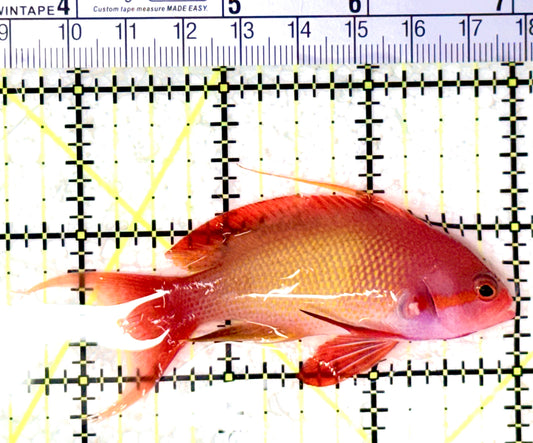 Male Lyretail Anthias (Maldives) MLA061602 WYSIWYG Size: L 3.5" approx