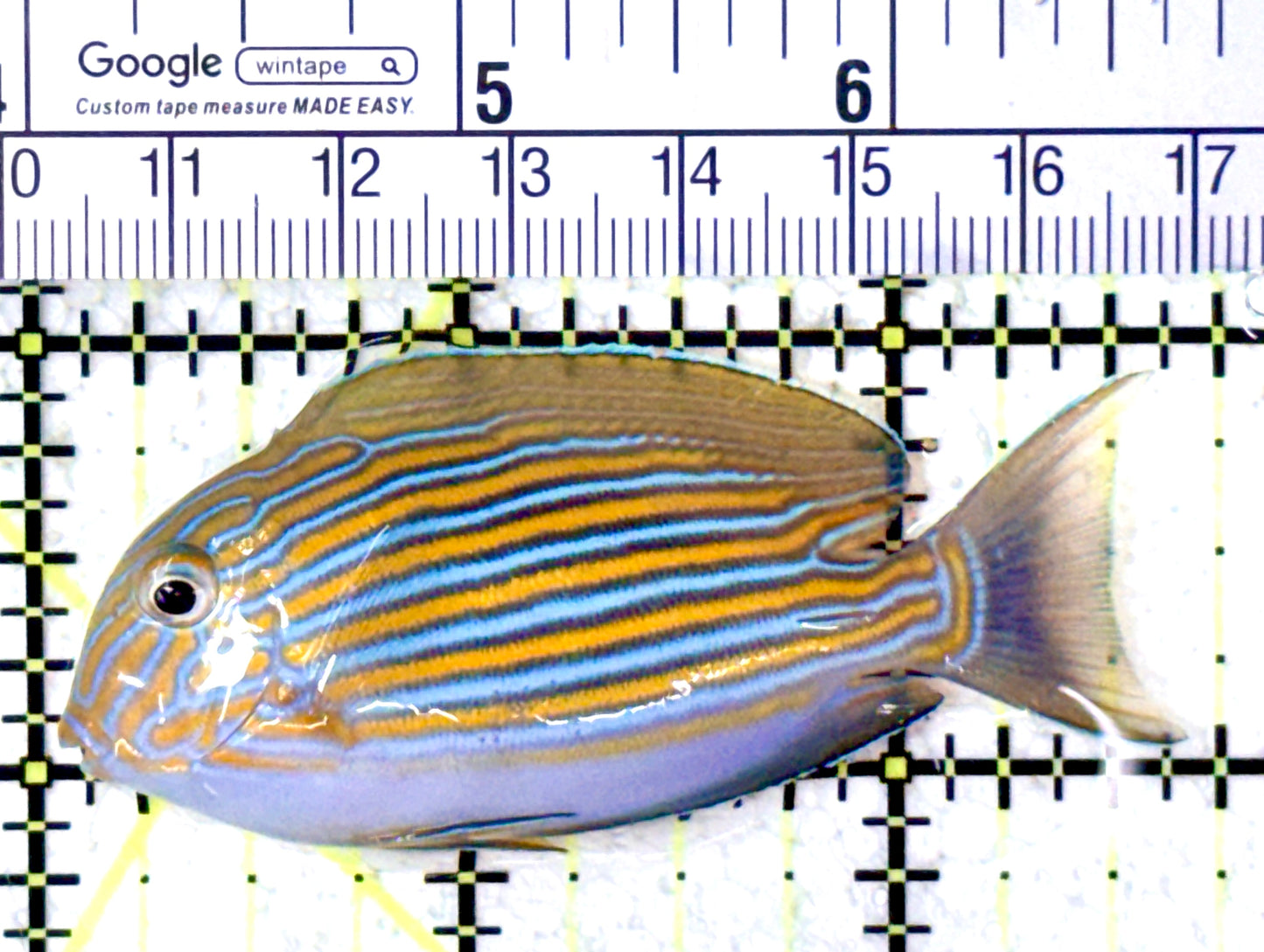 Clown Tang CT061601 WYSIWYG Size: S 2.75" approx