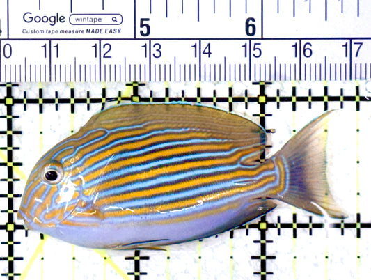 Clown Tang CT061601 WYSIWYG Size: S 2.75" approx