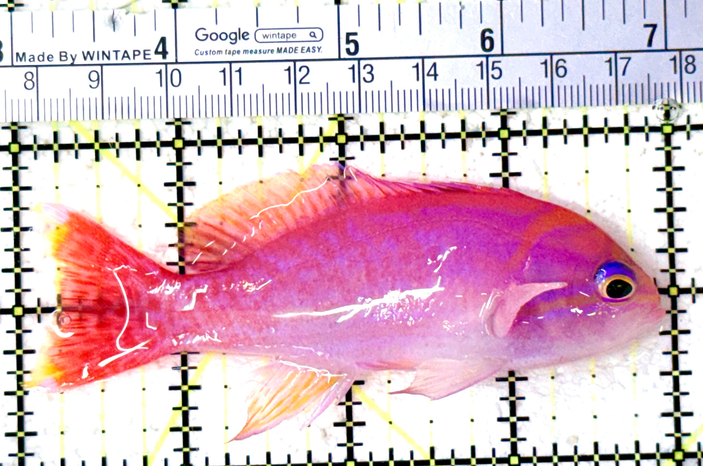 Bimaculatus Anthias Female BAF061603 WYSIWYG Size: XL 4" approx
