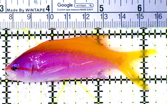 Evan's Anthias EA061603 WYSIWYG Size: XL 3.25" approx