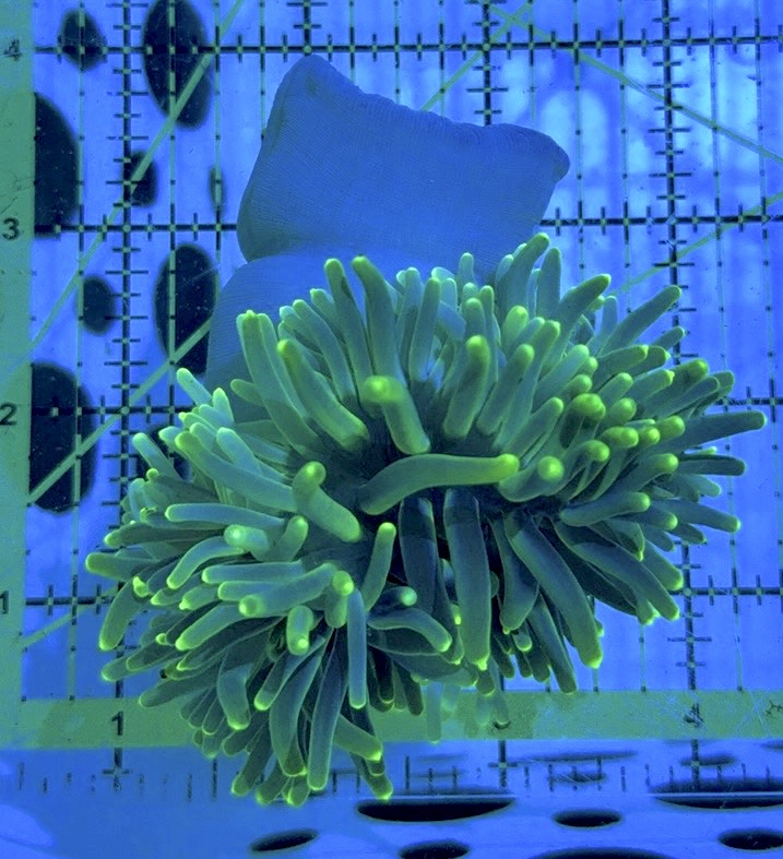 Green Long Tentacle Anemone GLTA090504 WYSIWYG Size M: 4" to 5 "