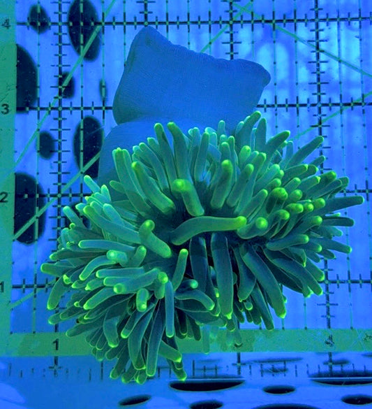Green Long Tentacle Anemone GLTA090504 WYSIWYG Size M: 4" to 5 "