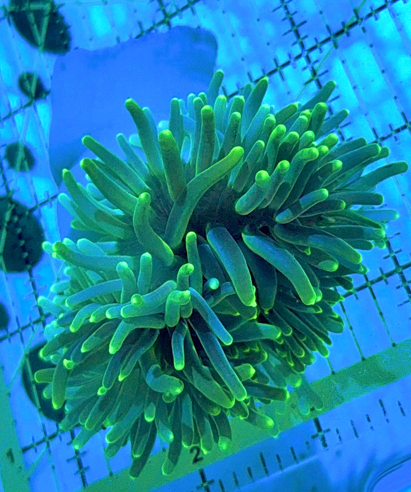 Green Long Tentacle Anemone GLTA090504 WYSIWYG Size M: 4" to 5 "