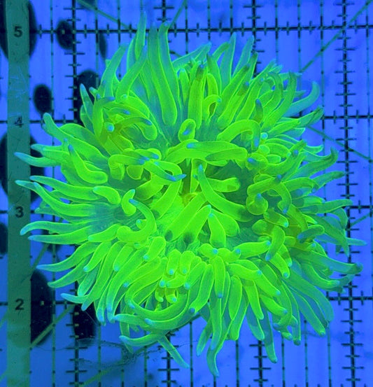 Neon Green Long Tentacle Anemone NGLTA090503 WYSIWYG Size M: 3" to 5 "