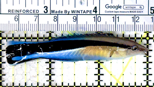Blue Cleaner Wrasse BCW061601 WYSIWYG Size: XL 3" approx