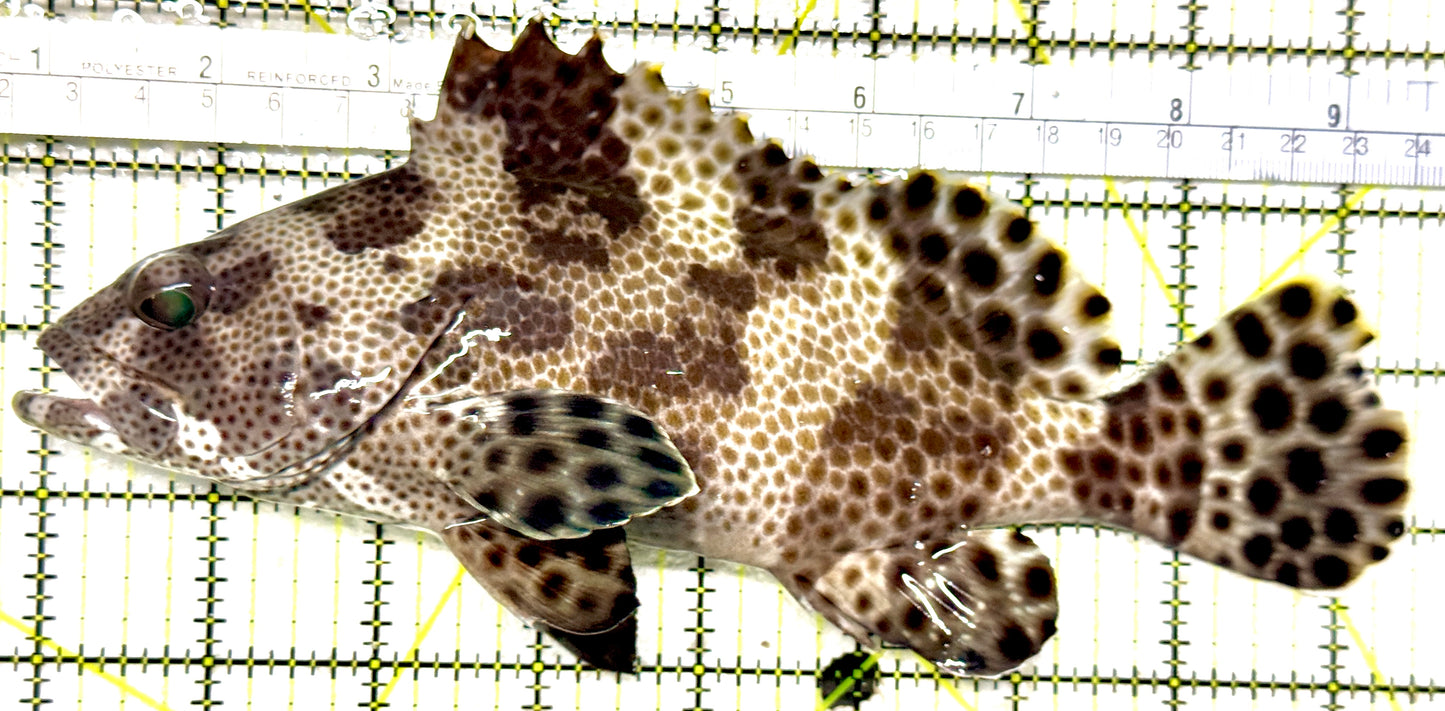 Multi Color Spotted Grouper/ Honeycomb Grouper MCSGHG081801 WYSIWYG Size: SHOW 9" approx
