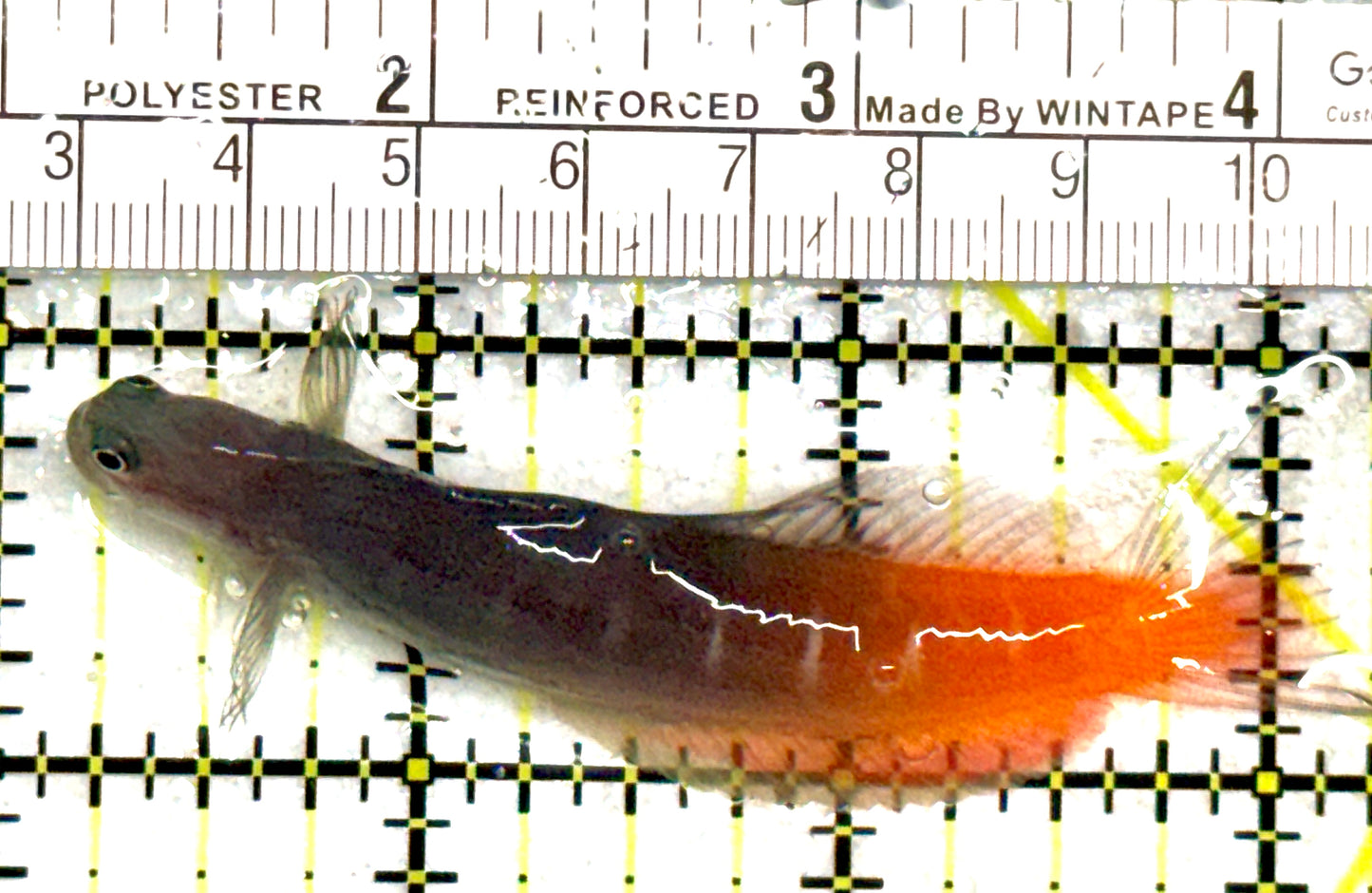 Bicolor Blenny BB081801 WYSIWYG Size: XXL/SHOW 3" approx