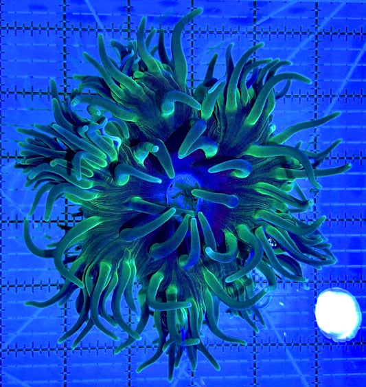 Green Sebae Anemone GSA090501 WYSIWYG Size: XL 5" to 6"