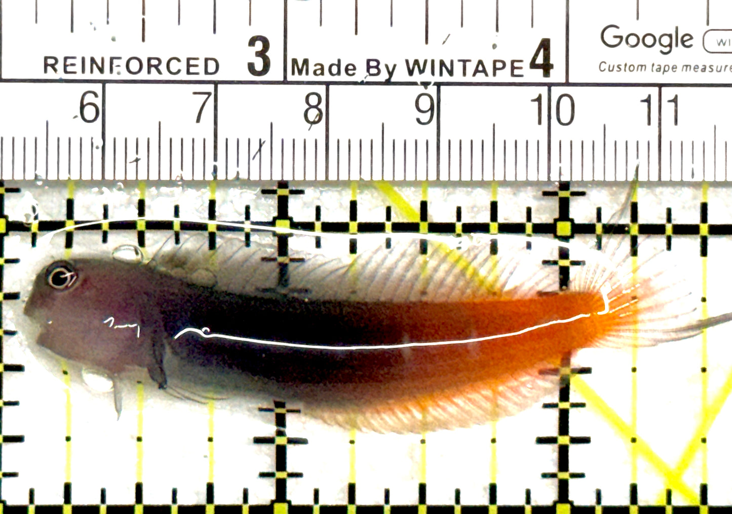 Bicolor Blenny BB081802 WYSIWYG Size: XXL/SHOW 2.5" approx