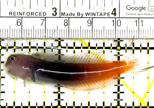Bicolor Blenny BB081802 WYSIWYG Size: XXL/SHOW 2.5" approx