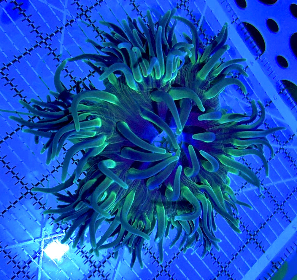 Green Sebae Anemone GSA090501 WYSIWYG Size: XL 5" to 6"