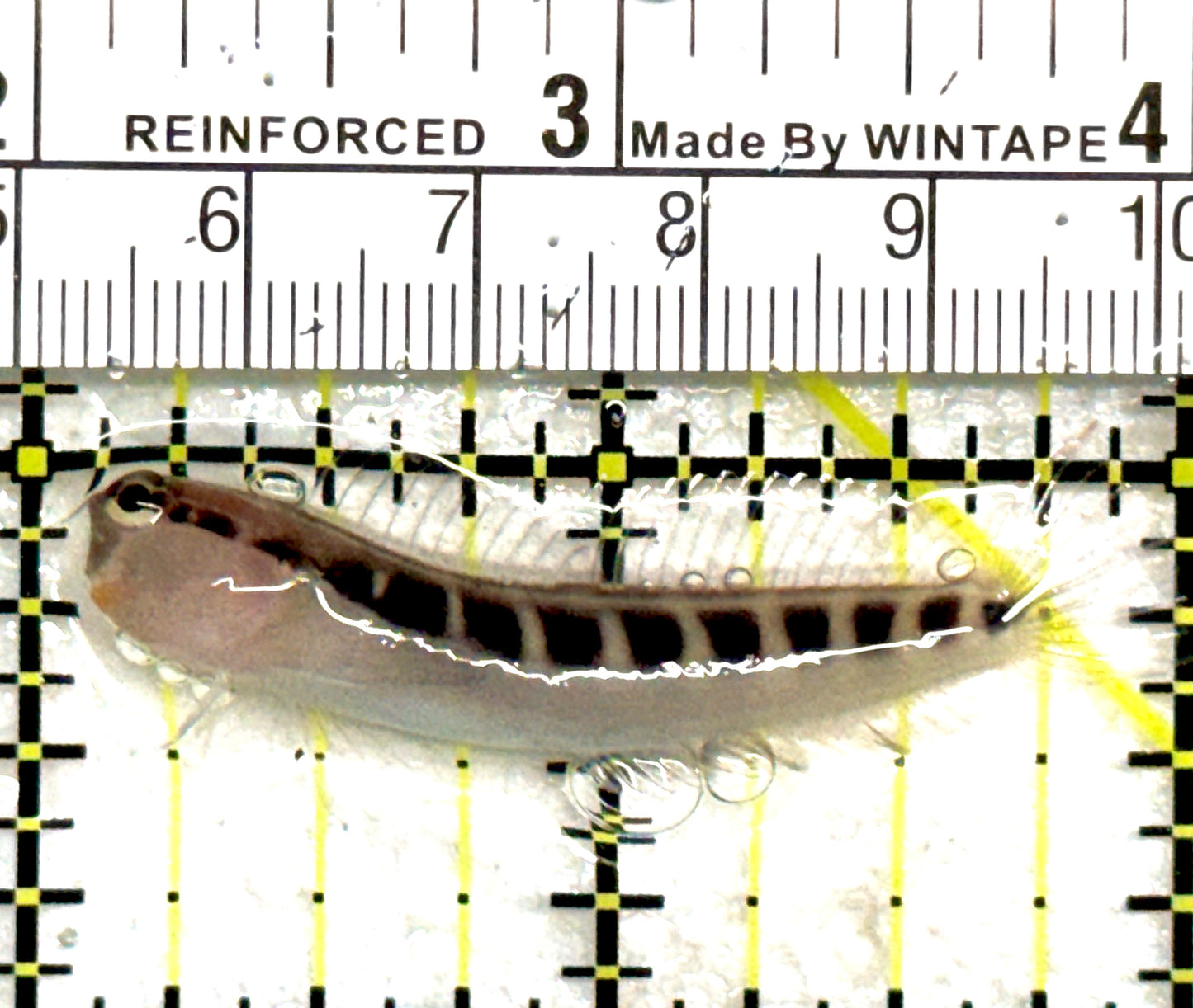 Linear Blenny LB081801 WYSIWYG Size: L 2" approx