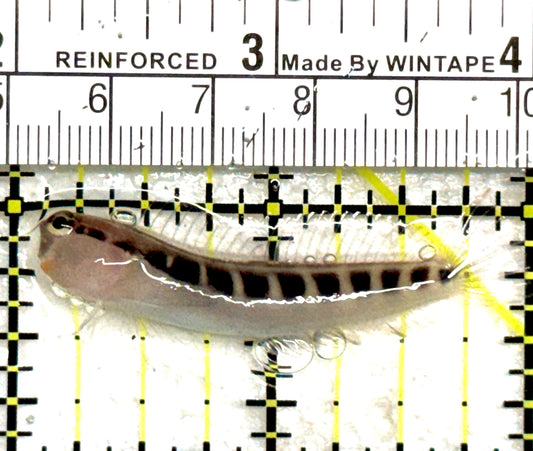 Linear Blenny LB081801 WYSIWYG Size: L 2" approx