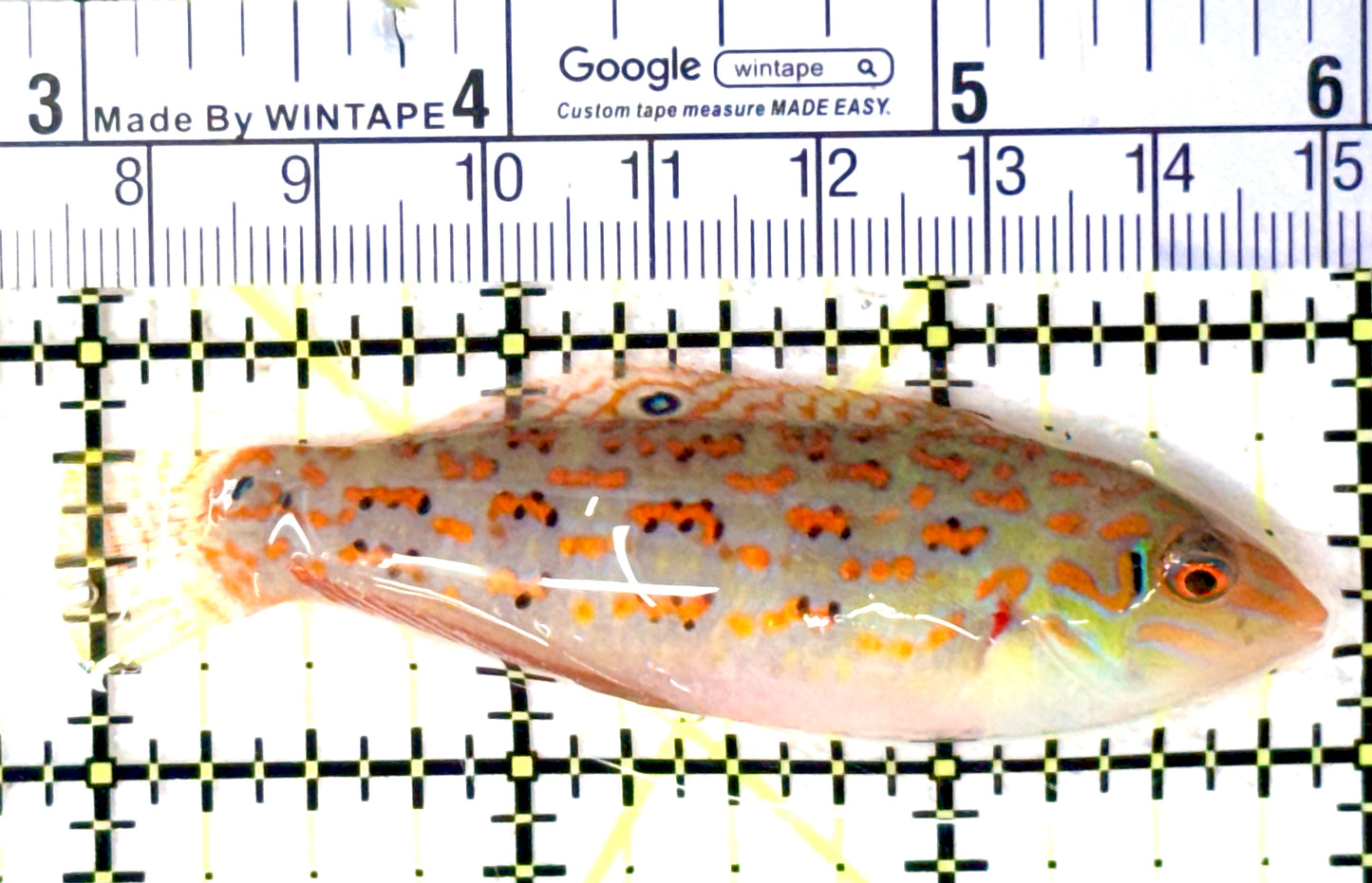 Timor Wrasse TW061601 WYSIWYG Size: L 3" approx