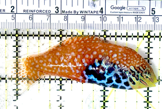 BlueStar Divided Leopard Wrasse Female BDLWF061603 WYSIWYG Size: SHOW 3.5" approx
