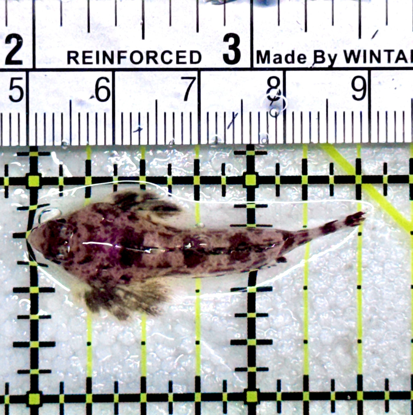 Red Scooter Dragonet (Maldives Bright Red) RSD081702 WYSIWYG Size: L 1.5"