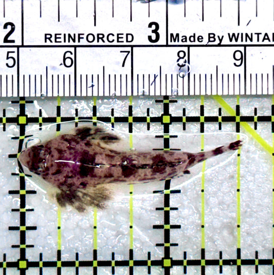 Red Scooter Dragonet (Maldives Bright Red) RSD081702 WYSIWYG Size: L 1.5"