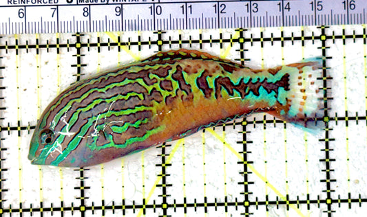 BlueStar Divided Leopard Wrasse Male BDLWM061601 WYSIWYG Size: XL 3.75" approx