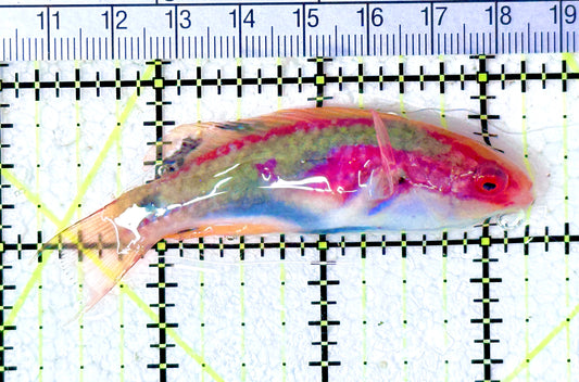 Exquisite Fairy Wrasse (Maldives Special Grade) EFW061601 WYSIWYG Size: M  3" approx