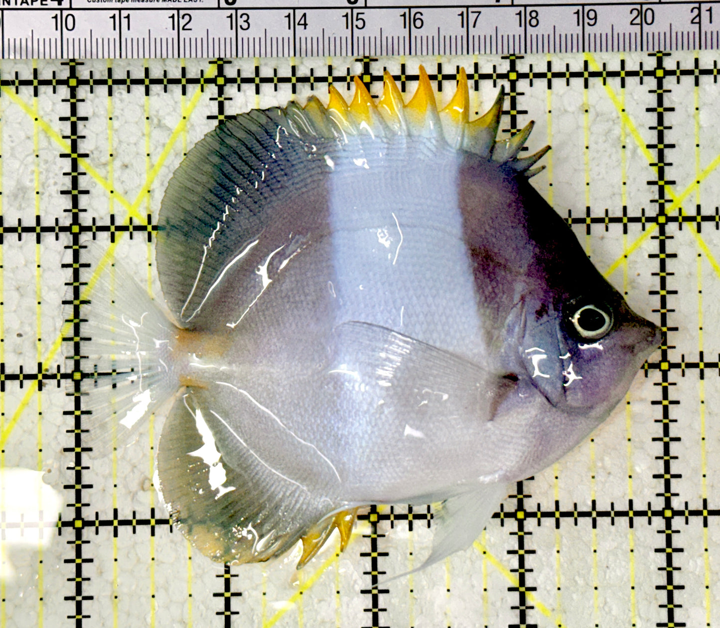 Blue Zoster Pyramid Butterflyfish (Reefsafe) BZPB061601 WYSIWYG Size : ML  4" approx