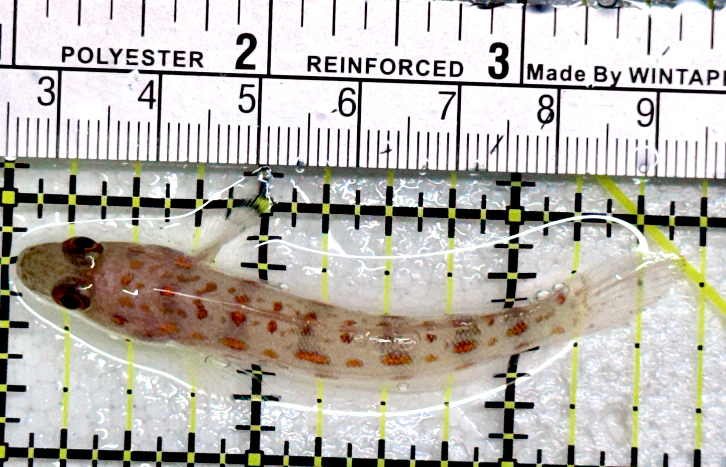 Diamond Watchman Goby DWG081701 WYSIWYG Size: M 2.75"