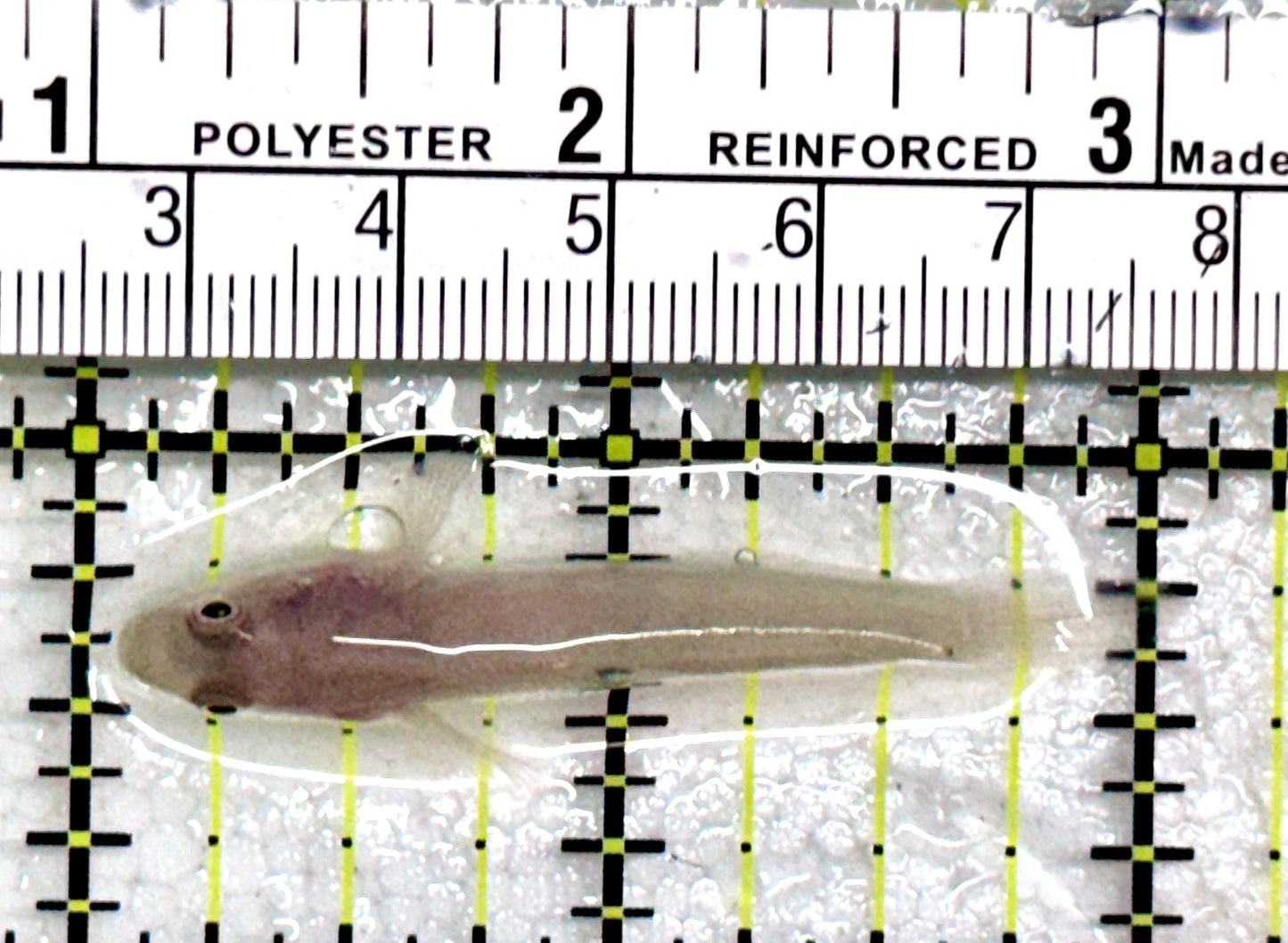 White Sand Shifting Sleeper Goby WSSG081702 WYSIWYG Size: S 2"