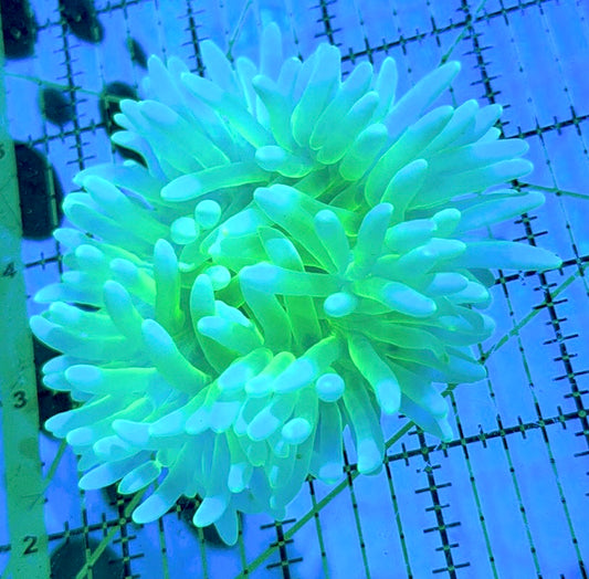 Neon Green Long Tentacle Anemone NGLTA090501 WYSIWYG Size M: 3" to 5 "