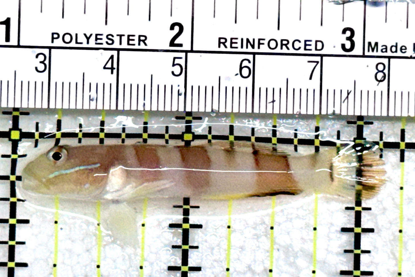 Tiger Wardi Goby TWG081701 WYSIWYG Size: 2.25"