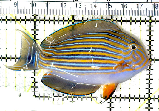 Clown Tang CT061602 WYSIWYG Size: M 3.75" approx