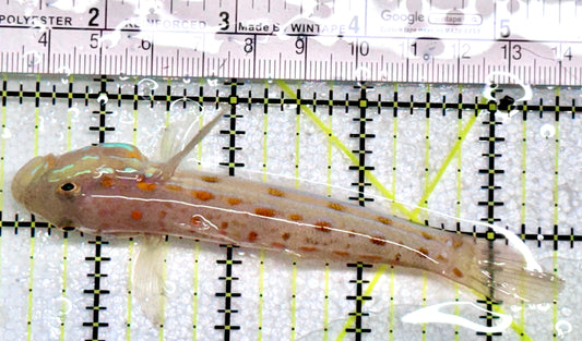 Diamond Watchman Goby DWG081702 WYSIWYG Size: XL 4.25"