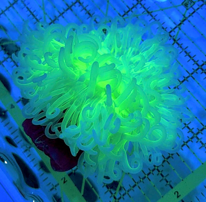 Neon Green Long Tentacle Anemone NGLTA090502 WYSIWYG Size ML: 5" to 6"