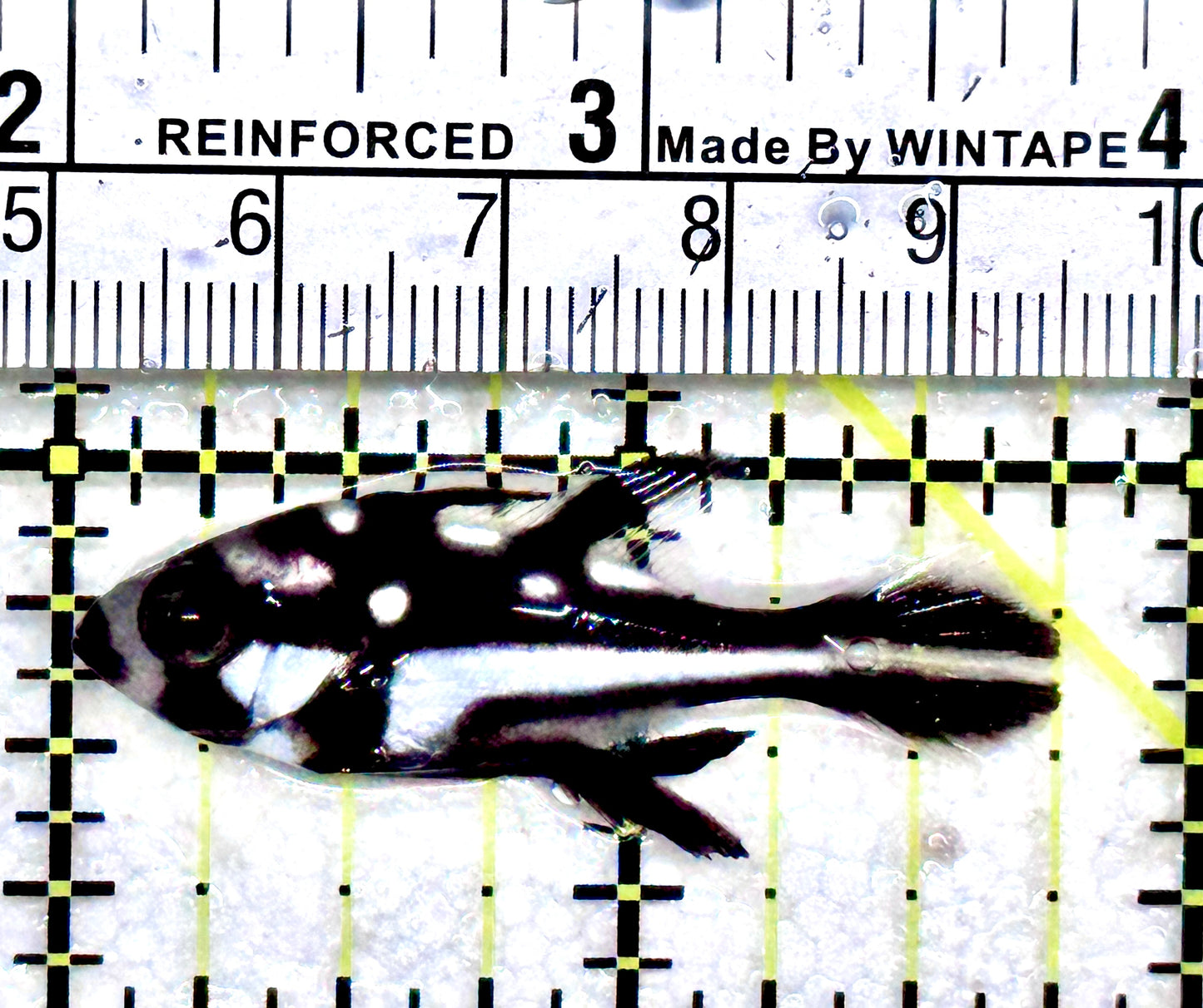 Black and White Snapper BWS081702 WYSIWYG Size: S 1.75"