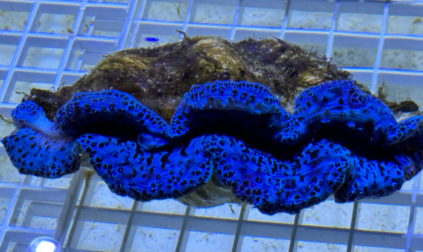 Maxima Ultra Clam Size: SHOW 5.5"+