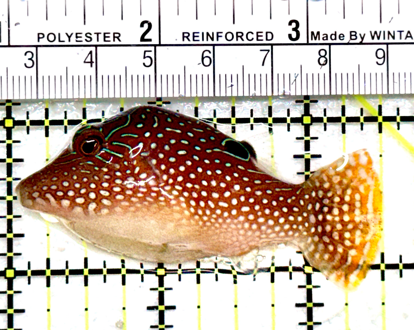 Blue Spot Toby Pufferfish BSTP081701 WYSIWYG Size: M 2.5"