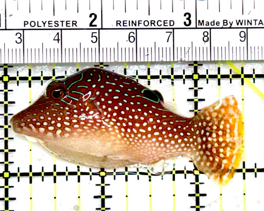Blue Spot Toby Pufferfish BSTP081701 WYSIWYG Size: M 2.5"