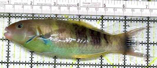Jansen Saddle Wrasse JSW081701 WYSIWYG Size: SHOW 6.5"