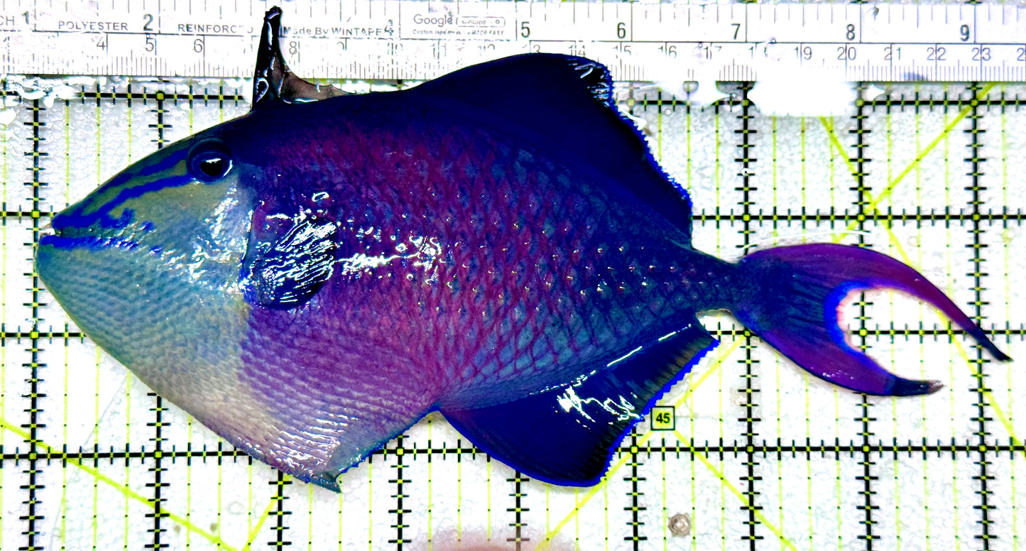 Niger Triggerfish NT081701 WYSIWYG Size: XXXL 8.25"