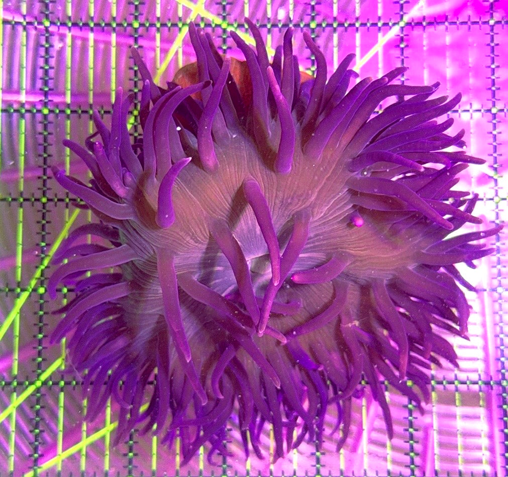Purple Long Tentacle Anemone PLTA090501 WYSIWYG Size: L 5" to 6"