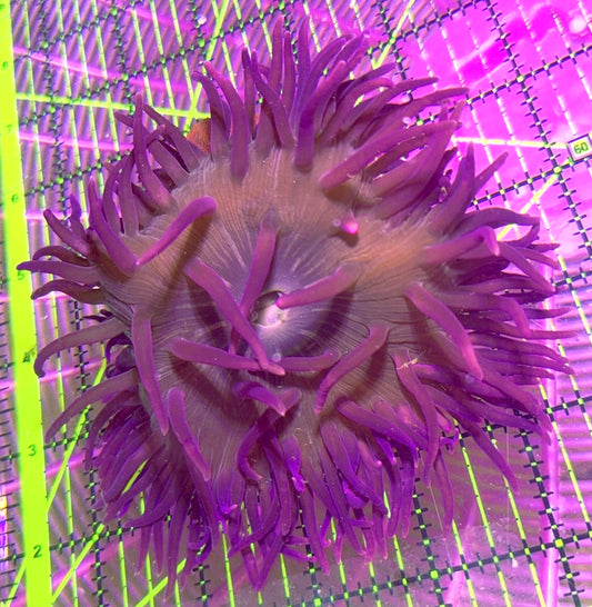 Purple Long Tentacle Anemone PLTA090501 WYSIWYG Size: L 5" to 6"
