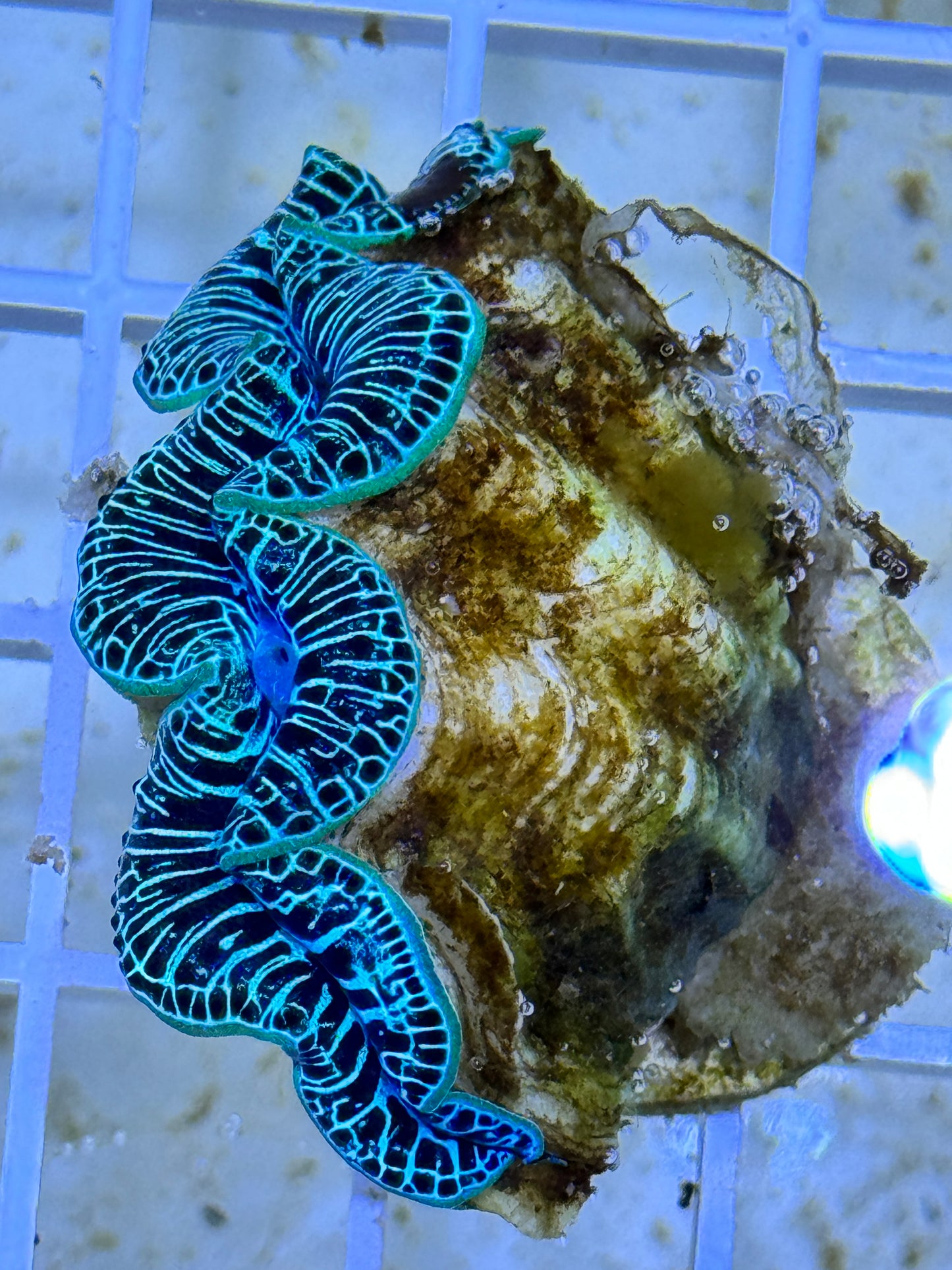 Maxima Ultra Clam Size: SHOW 5.5"+