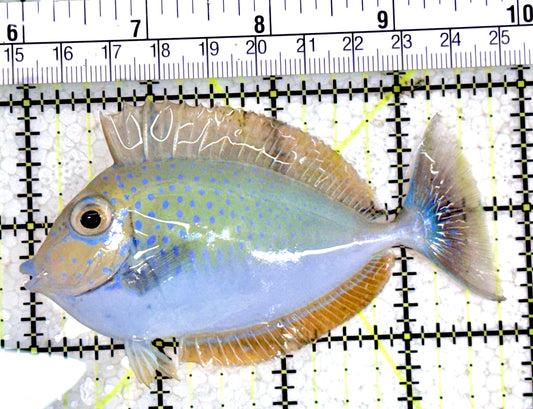 Vlamingi Unicorn Tang VUT061701 WYSIWYG Size: ML 3.75"
