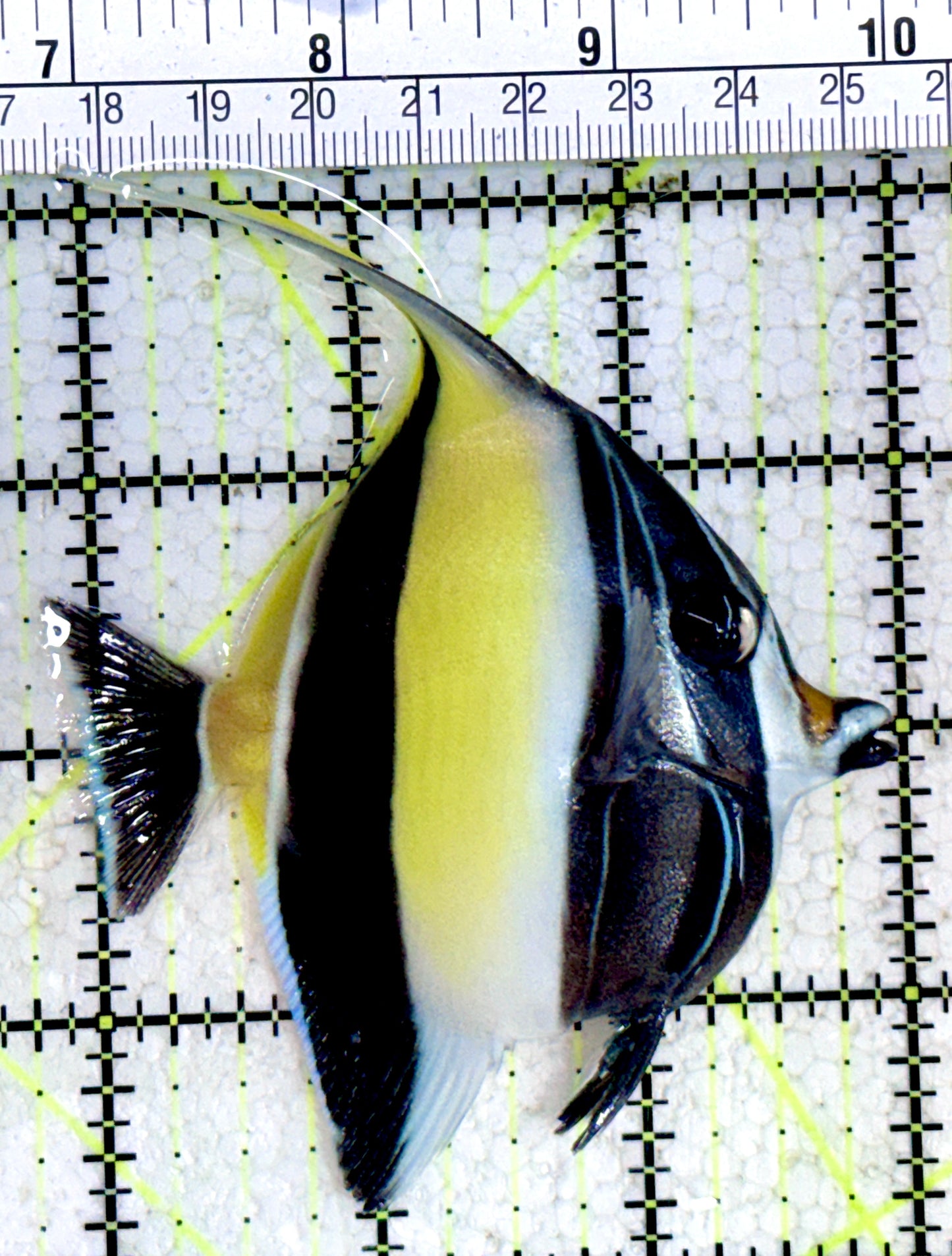 Moorish Idol MI061801 WYSIWYG Size: ML 3.25"