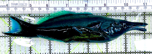 Green Bird Wrasse GBW061801 WYSIWYG Size: XXL 7.5"