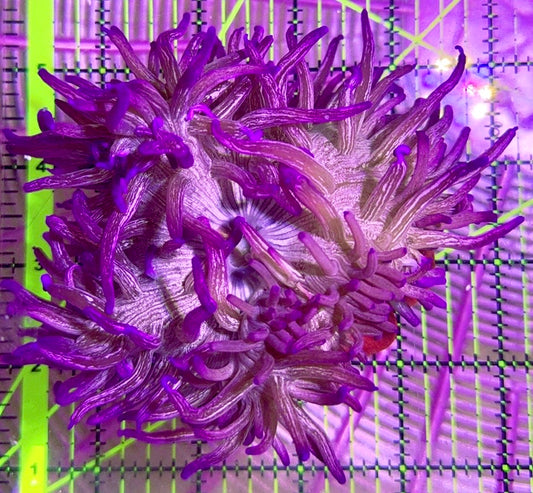 Peppermint Long Tentacle Anemone PLTA090401 WYSIWYG Size : 4" to 6"